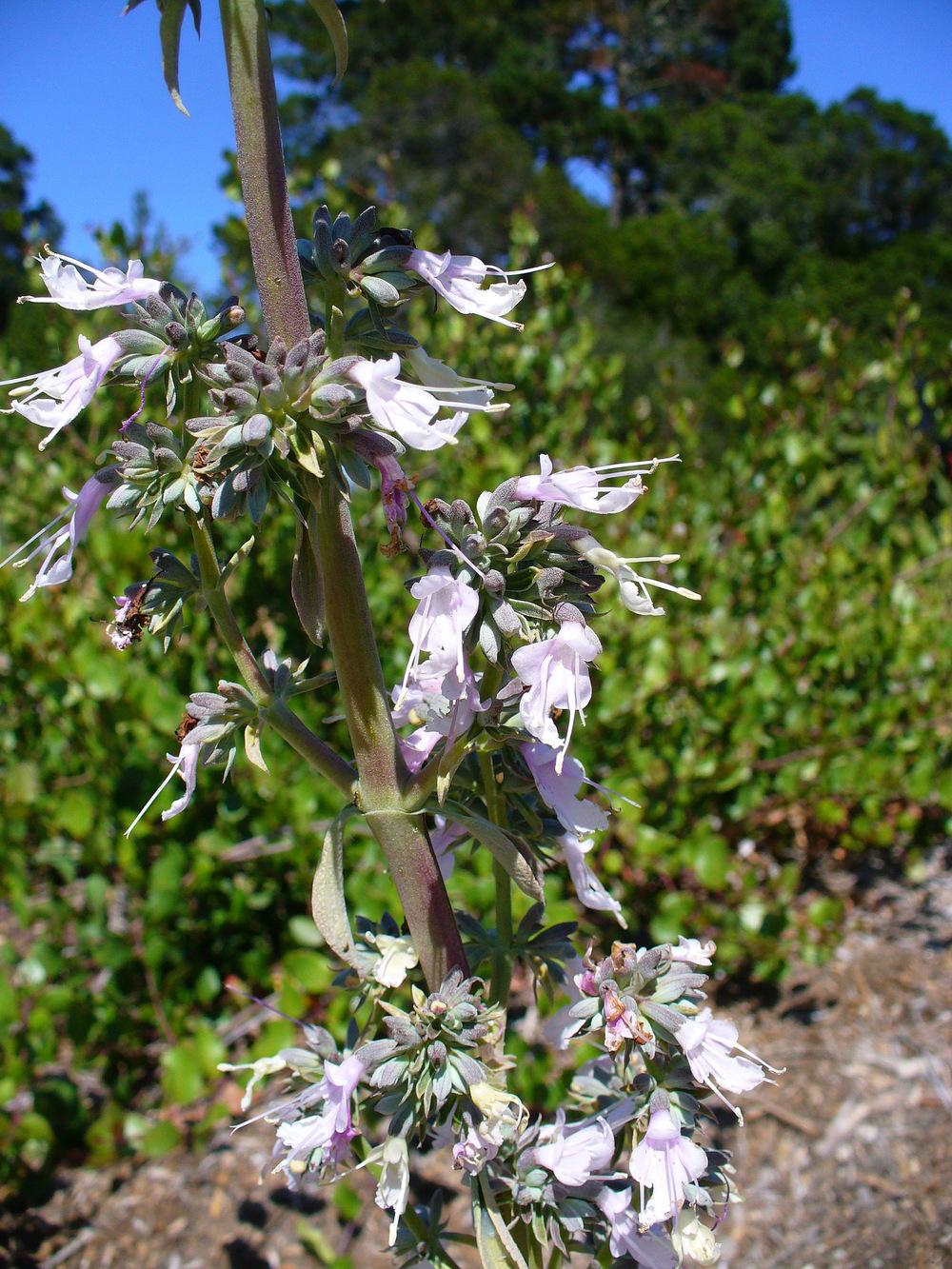 Photo of White Sage (Salvia apiana) uploaded by robertduval14