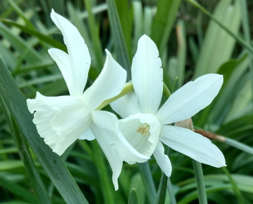 Photo of Triandrus Daffodil (Narcissus 'Thalia') uploaded by sarahbugw