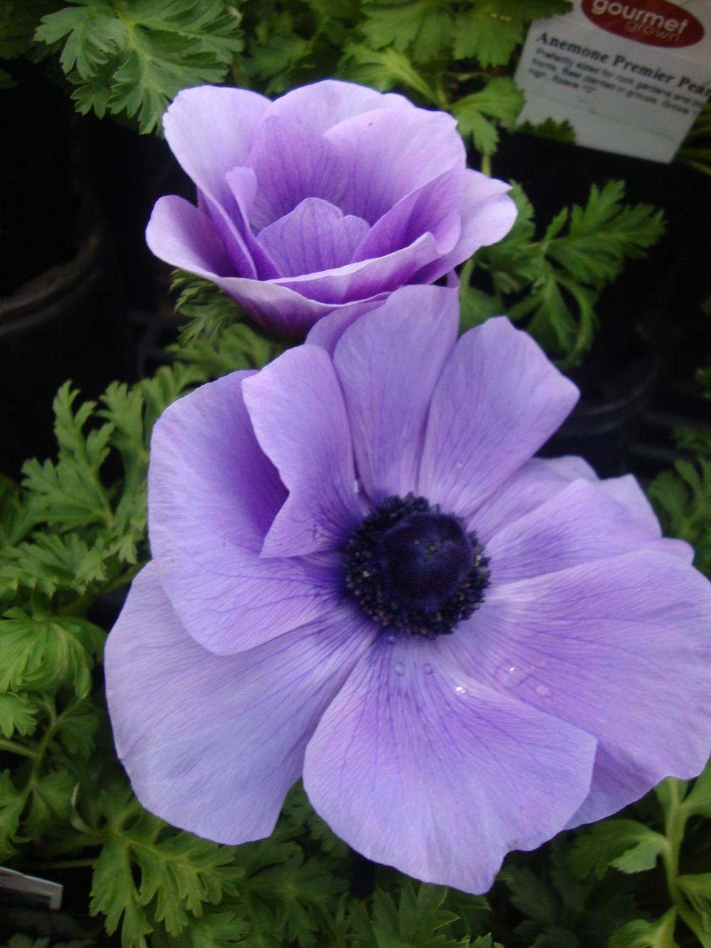 Photo of Anemones (Anemone) uploaded by Paul2032
