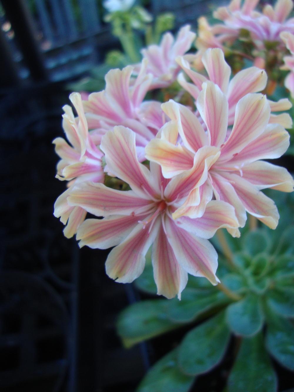 Photo of Bitterroot (Lewisia) uploaded by Paul2032