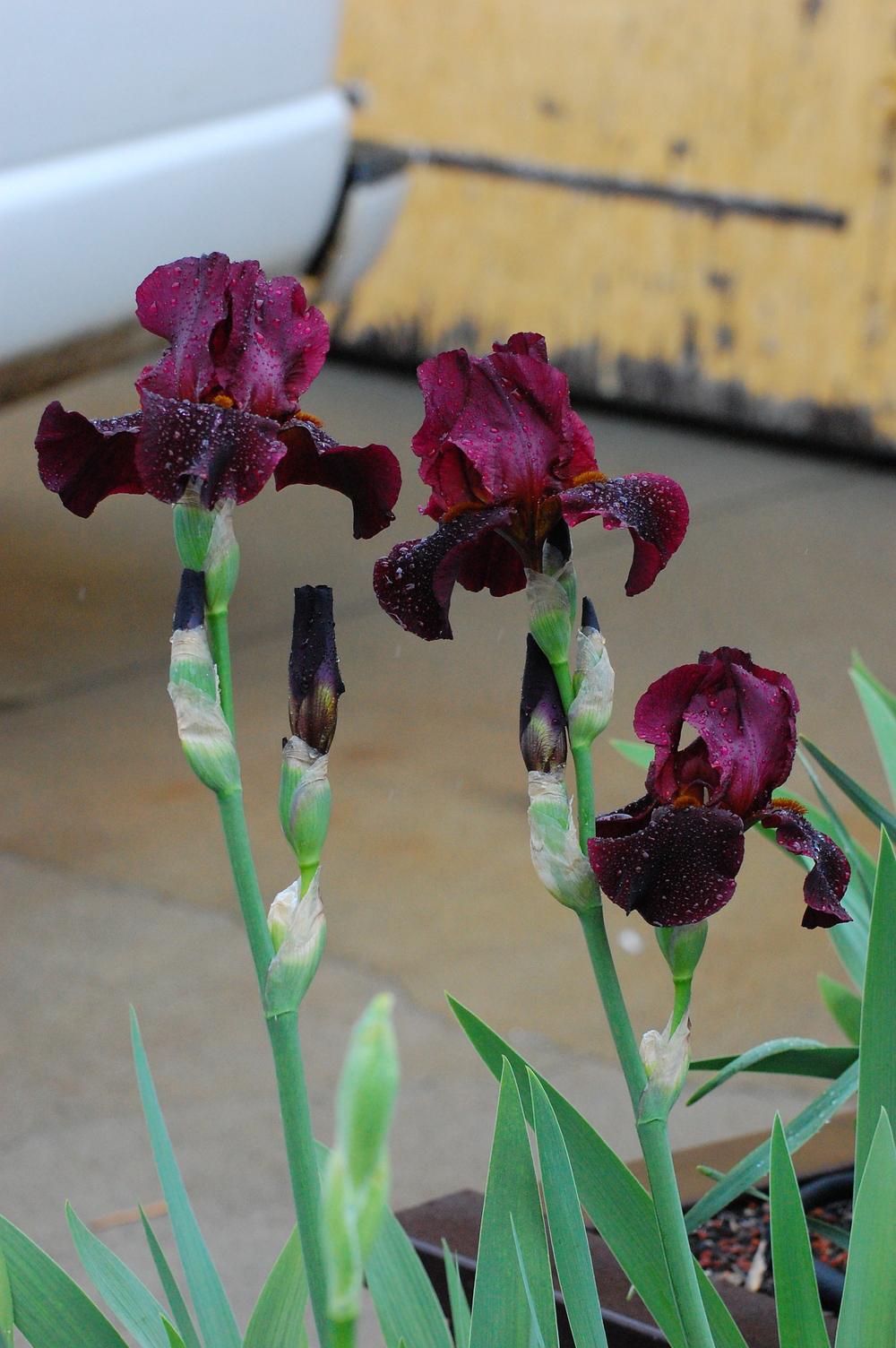 Photo of Tall Bearded Iris (Iris 'Hell's Fire') uploaded by coboro