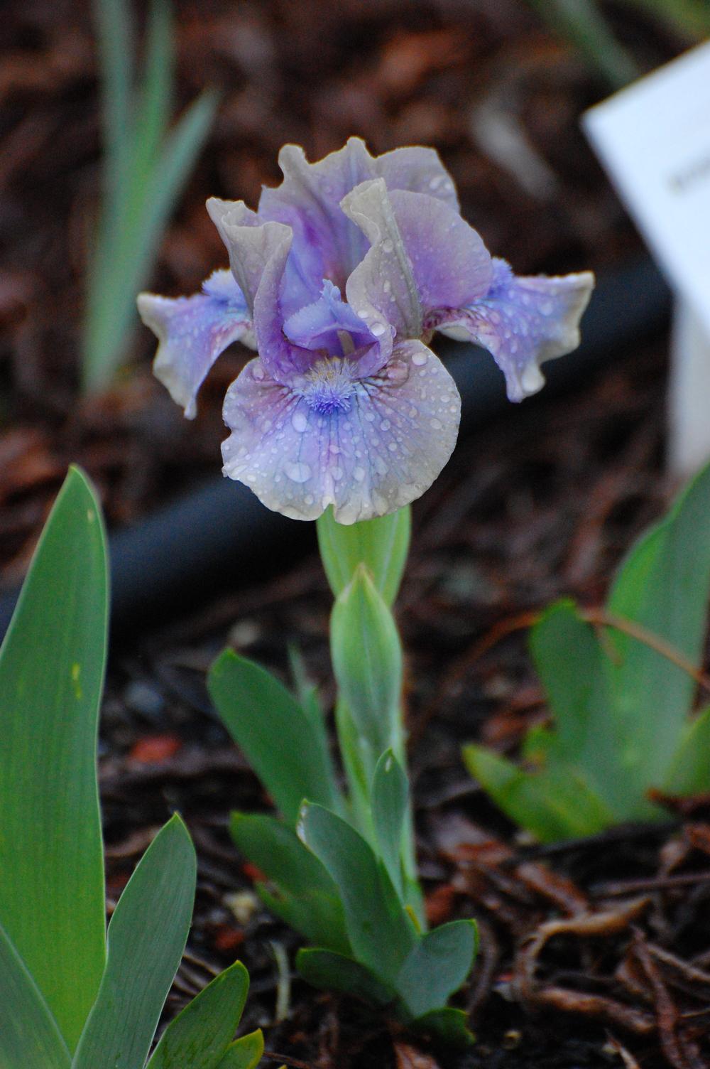 Photo of Standard Dwarf Bearded Iris (Iris 'Inner Space') uploaded by coboro