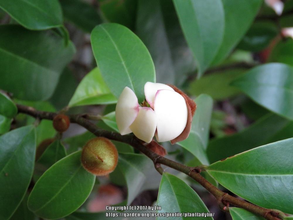Photo of Banana Shrub (Magnolia figo) uploaded by plantladylin