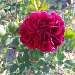 Location: texas zn.7
Date: March,2017
My 1st Rose of the season & what a special treat!  Color much dee