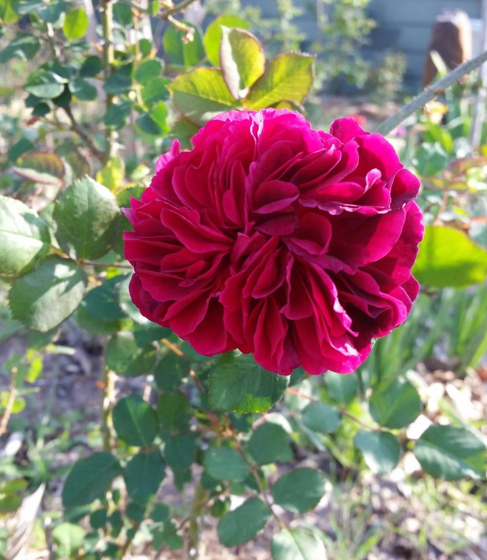Photo of English Shrub Rose (Rosa 'Munstead Wood') uploaded by FAIRYROSE