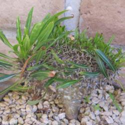 Location: Baja California
Date: 2017-03-24
Crested seedling with reversion