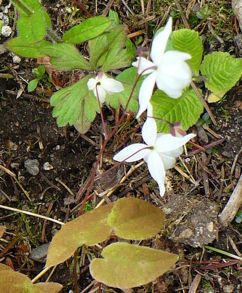 Photo of White Epimedium (Epimedium x youngianum 'Niveum') uploaded by HemNorth