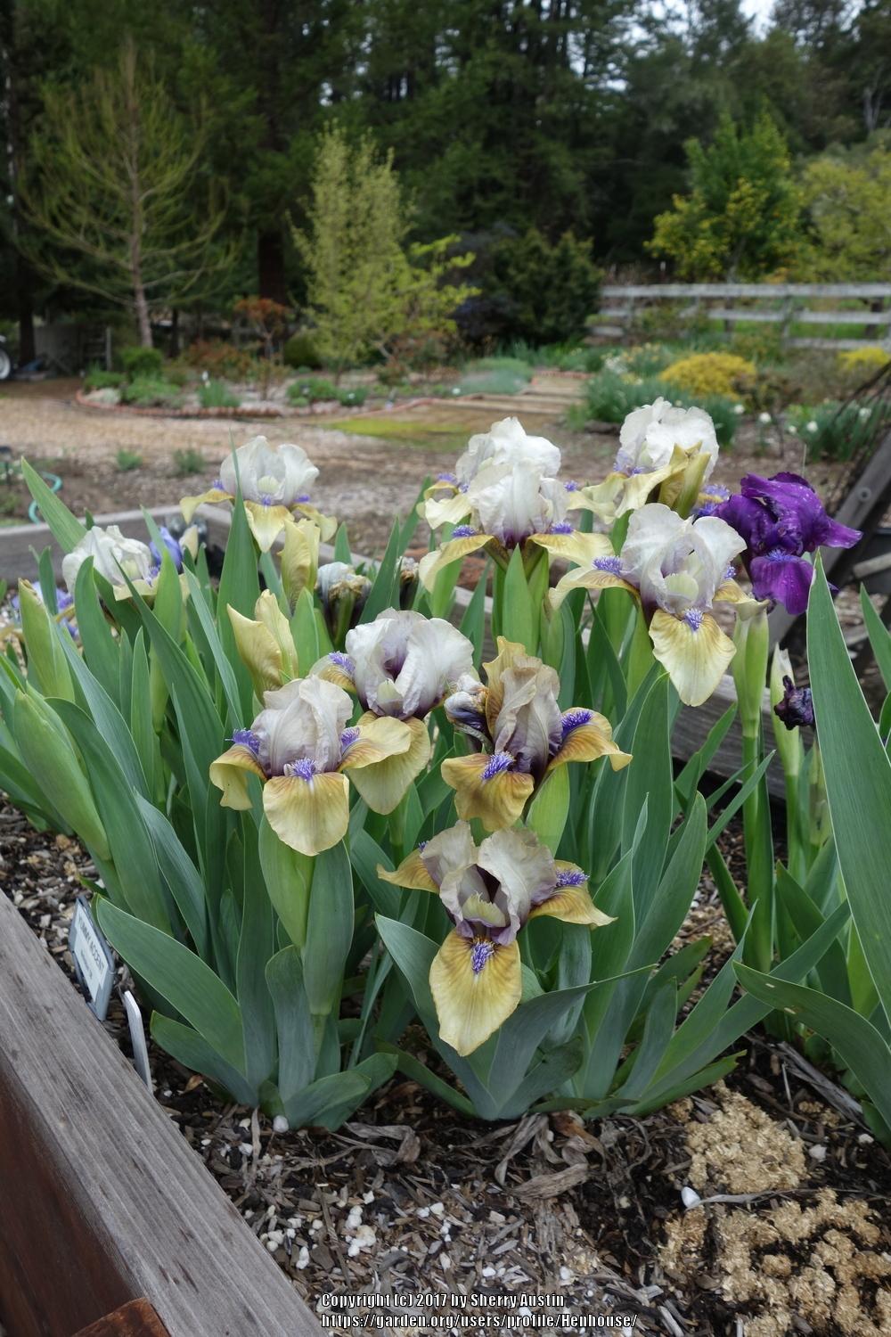 Photo of Standard Dwarf Bearded Iris (Iris 'Yummy Accent') uploaded by Henhouse