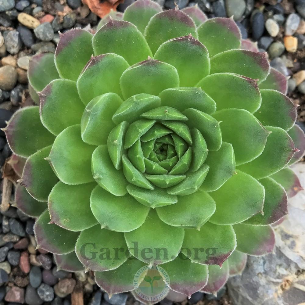 Photo of Hen and Chicks (Sempervivum 'Pacific Green Rose') uploaded by Patty