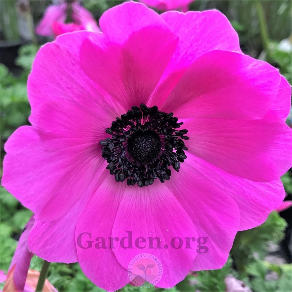 Photo of Anemones (Anemone) uploaded by Patty