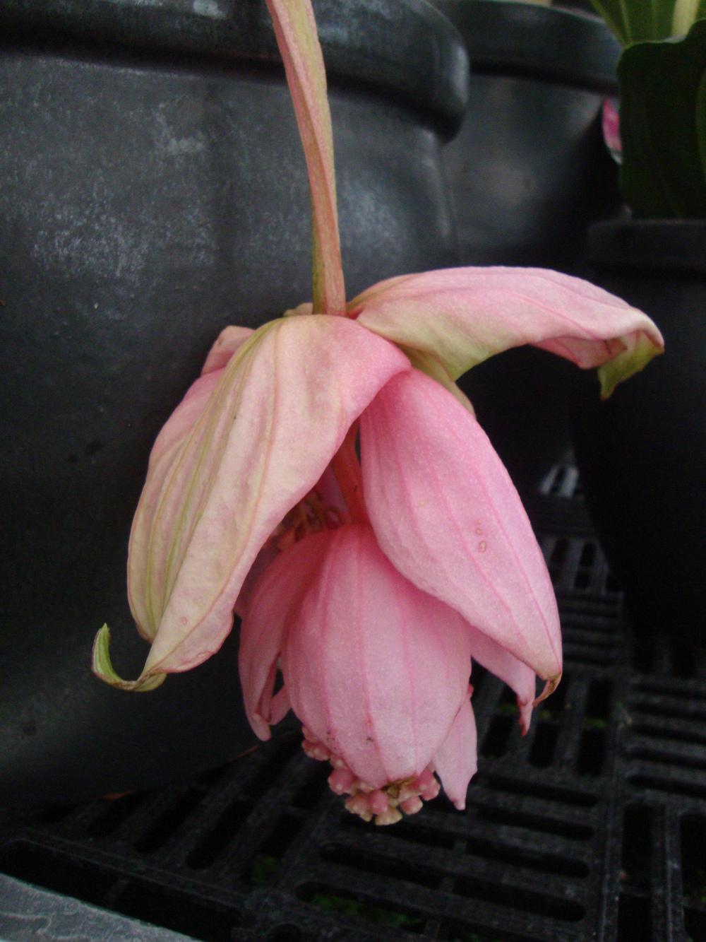 Photo of Pink Lantern (Medinilla magnifica) uploaded by Paul2032