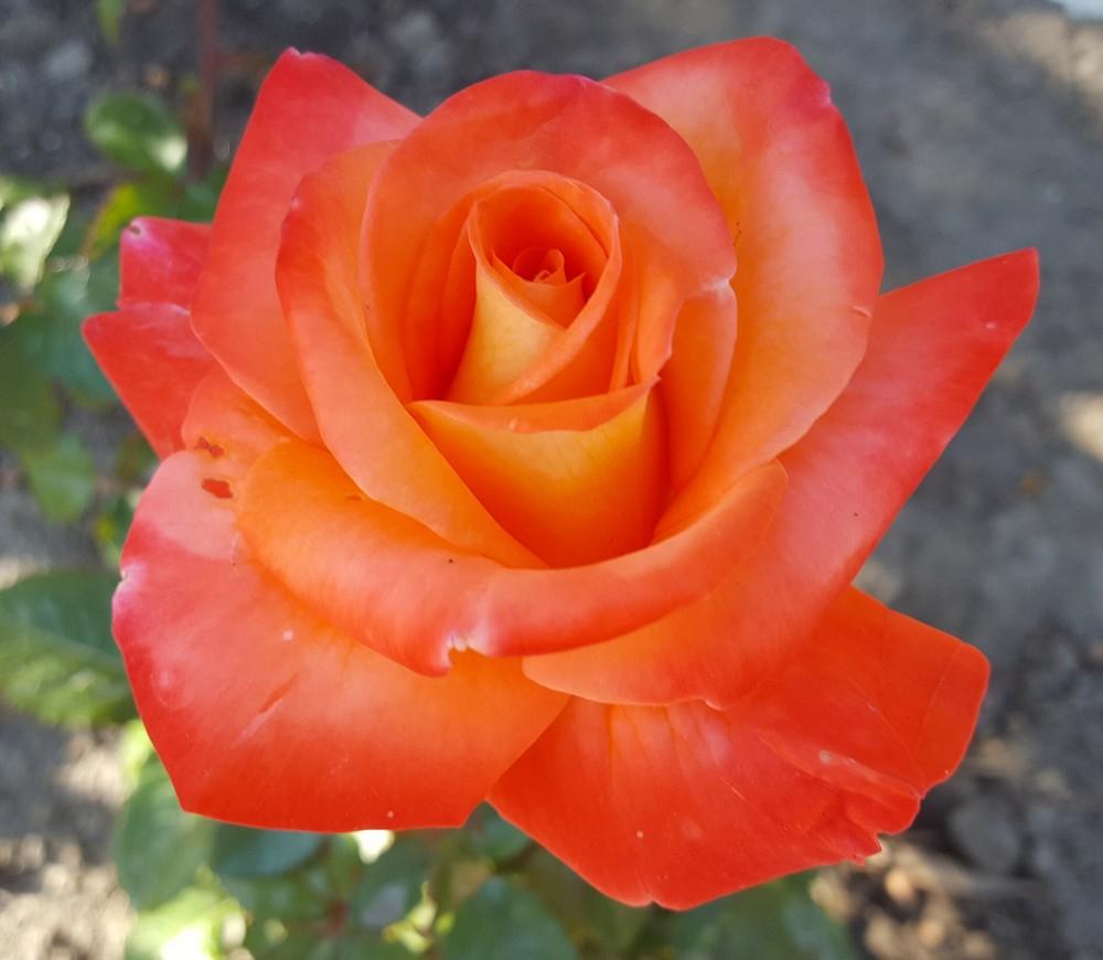 Photo of Rose (Rosa 'Octoberfest') uploaded by clcroses