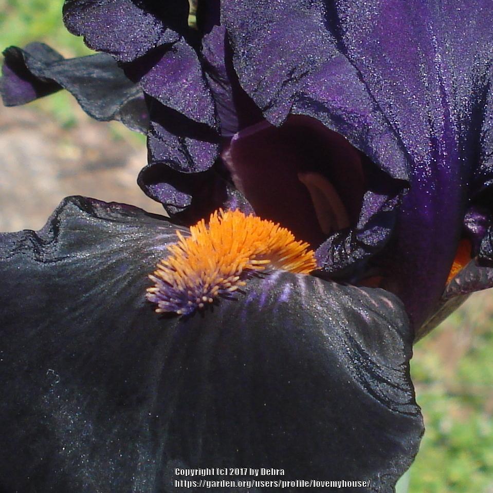 Photo of Intermediate Bearded Iris (Iris 'Devil May Care') uploaded by lovemyhouse