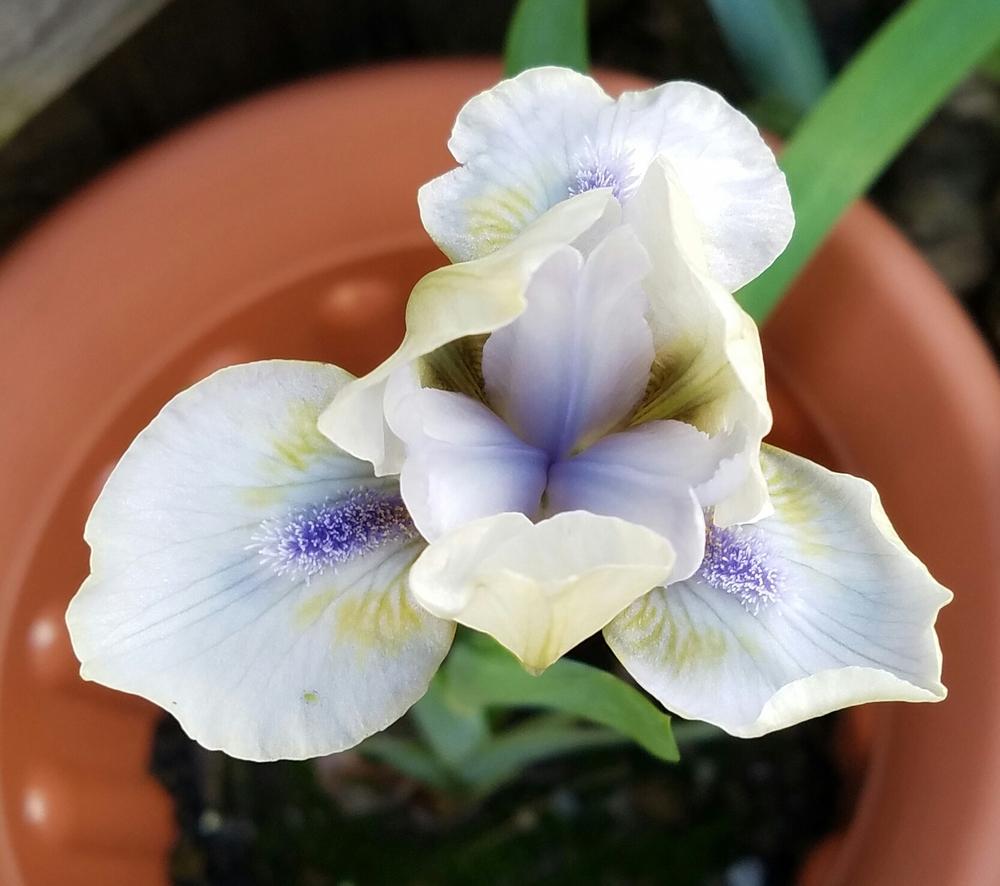 Photo of Standard Dwarf Bearded Iris (Iris 'Blue Oasis') uploaded by mesospunky