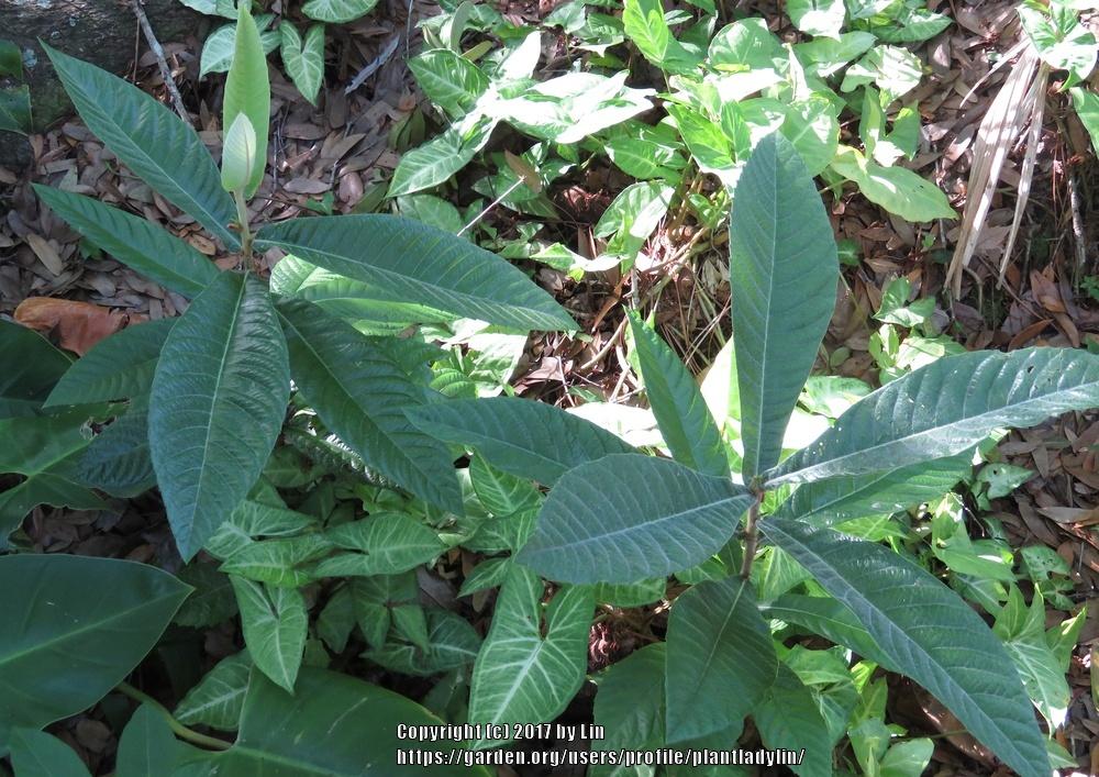 Photo of Loquat (Rhaphiolepis bibas) uploaded by plantladylin