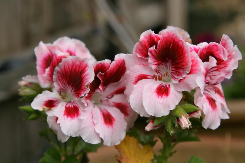 Photo of Regal Geranium (Pelargonium x domesticum Elegance™ Crystal Rose) uploaded by Calif_Sue