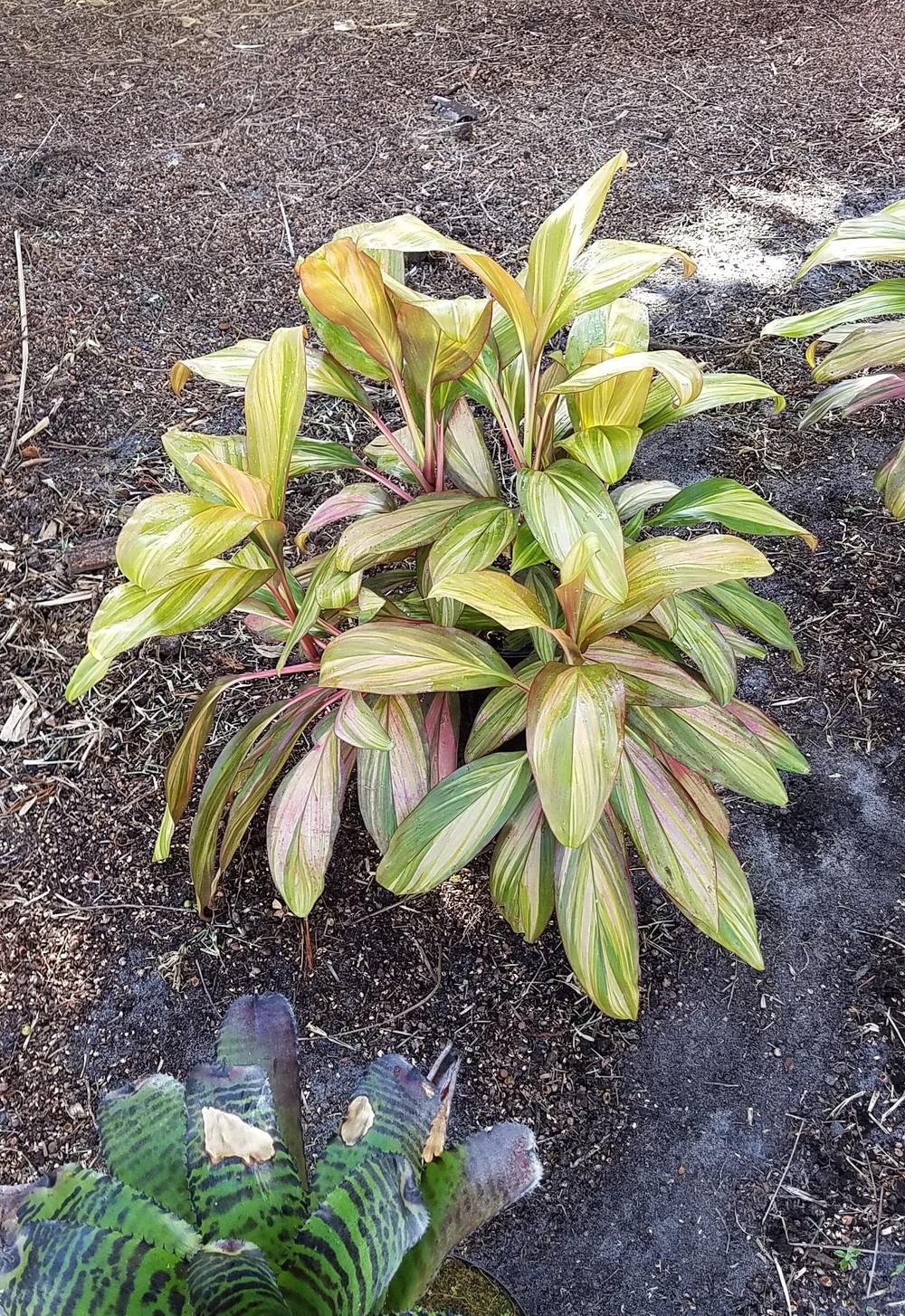 Photo of Hawaiian Ti Plant (Cordyline fruticosa 'Morning Sunshine') uploaded by Dutchlady1