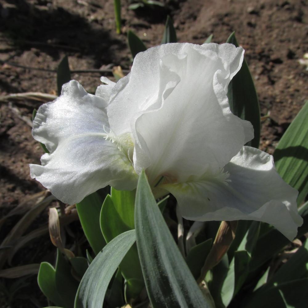 Photo of Standard Dwarf Bearded Iris (Iris 'Aqua') uploaded by GreenIris