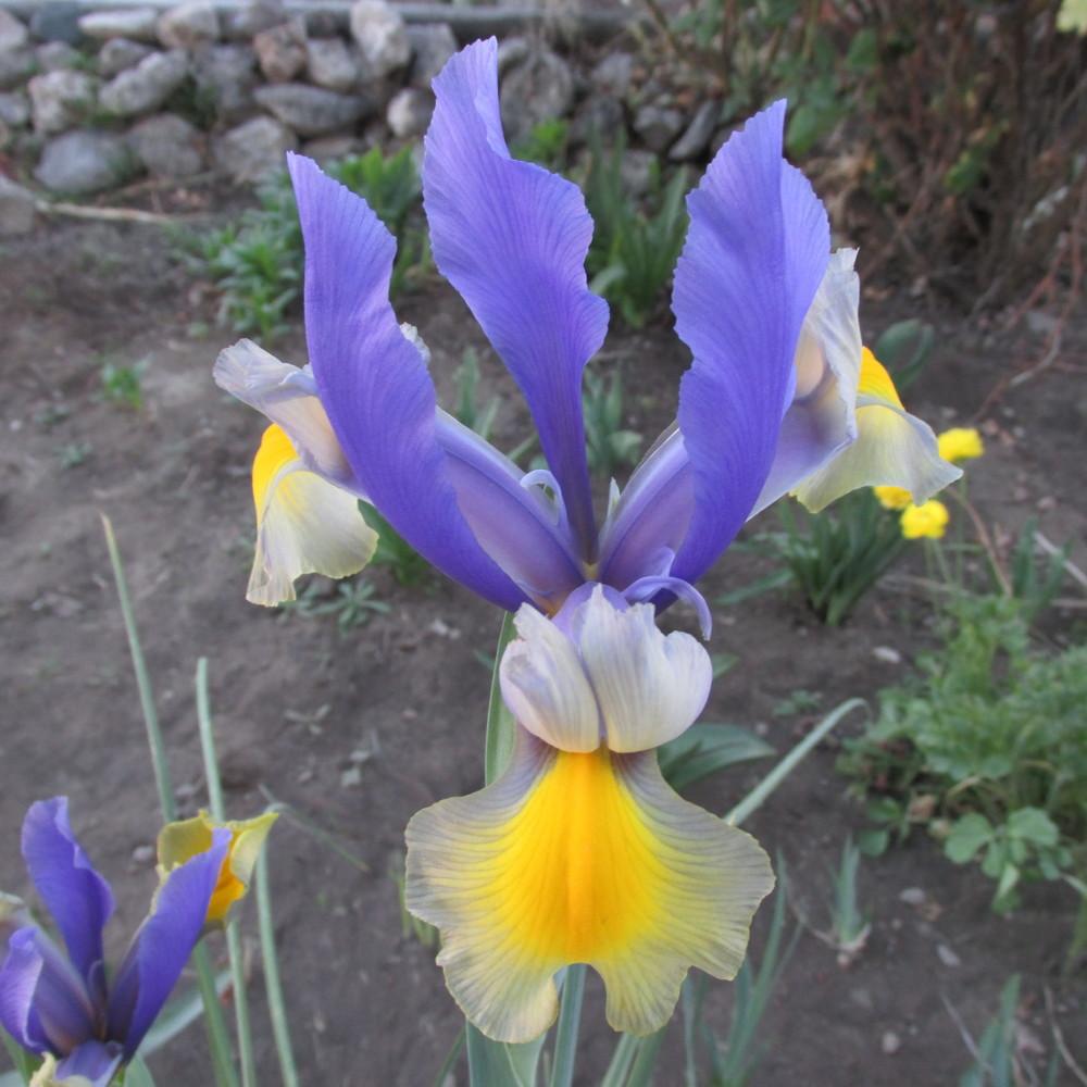 Photo of Dutch Iris (Iris 'Miss Saigon') uploaded by GreenIris