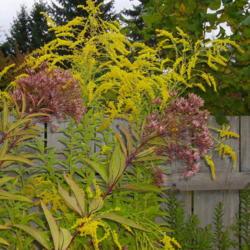 Location: Riverview, Robson, B.C. 
Date: 2007-10-06
 4:24 pm. Golden Wings - taller than Joe Pye Weed and our six foo