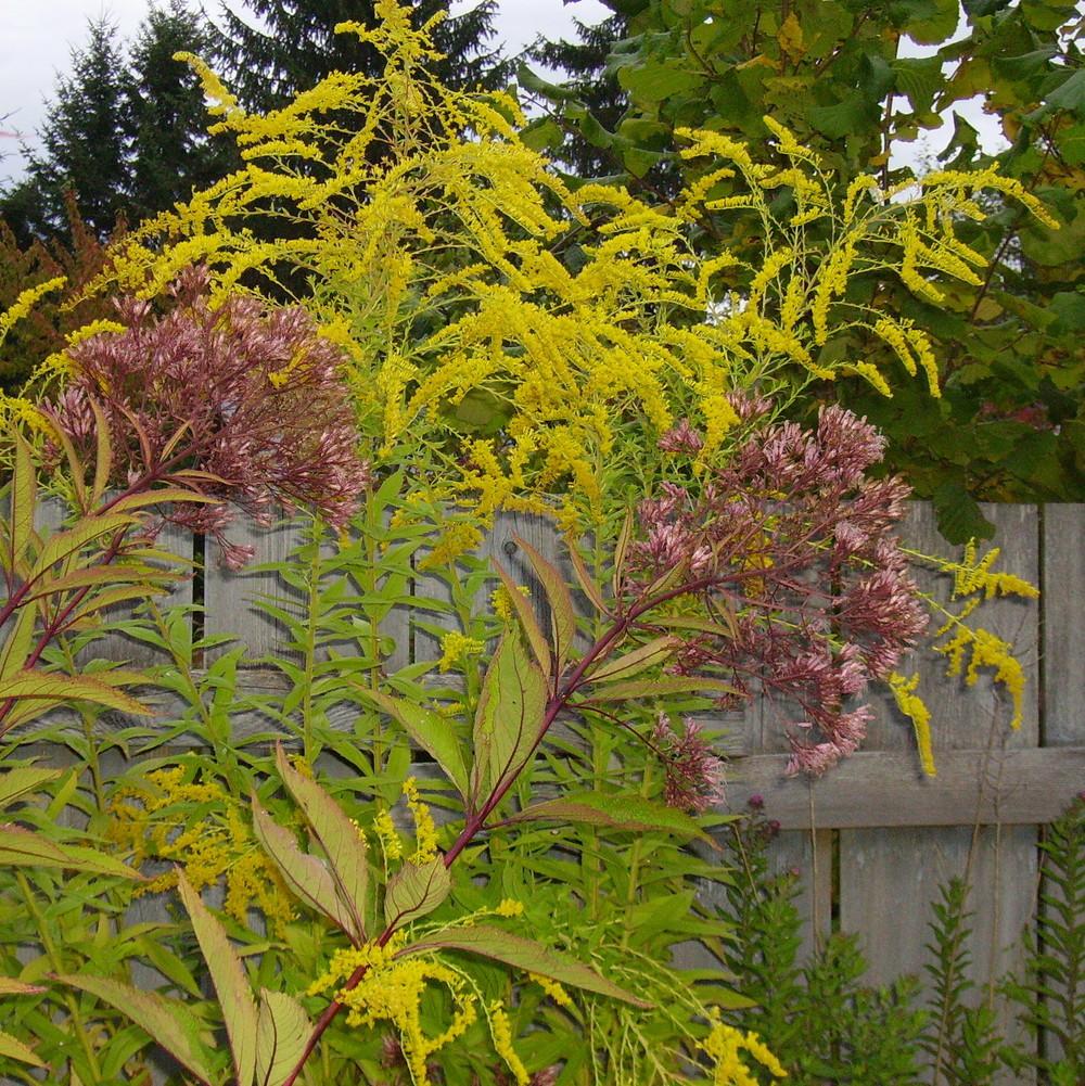 Photo of Goldenrod (Solidago 'Golden Wings') uploaded by HemNorth