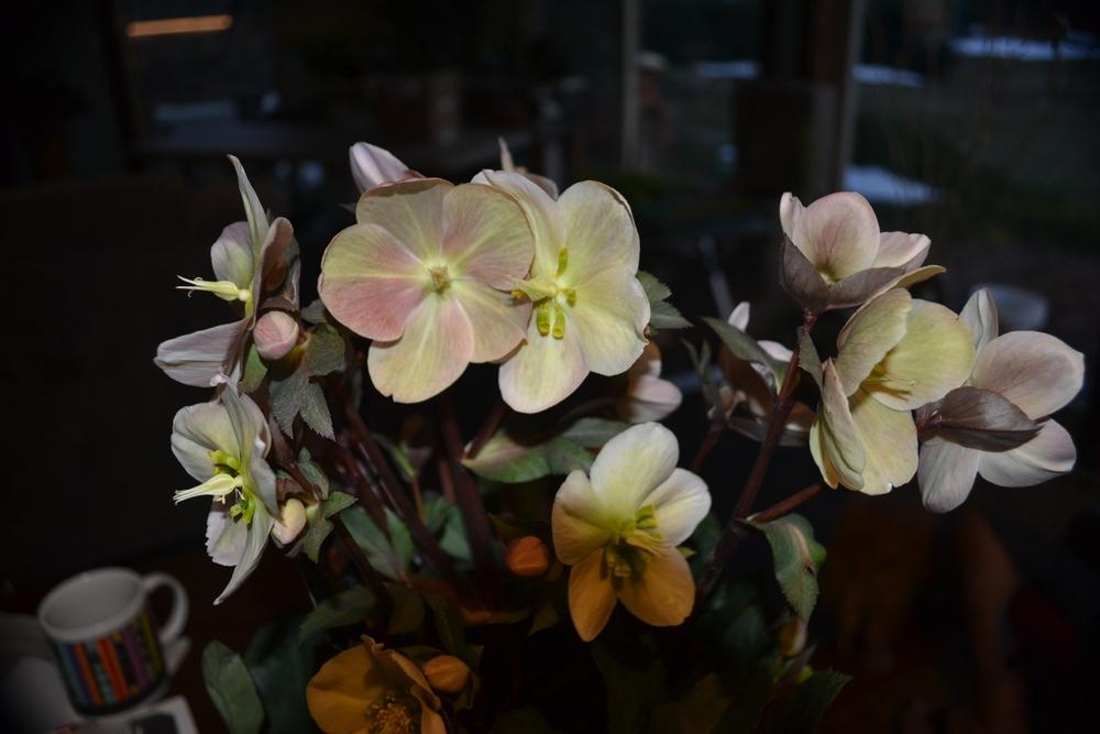 Photo of Hellebore (Helleborus Gold Collection® Pink Frost) uploaded by HollyAnnS