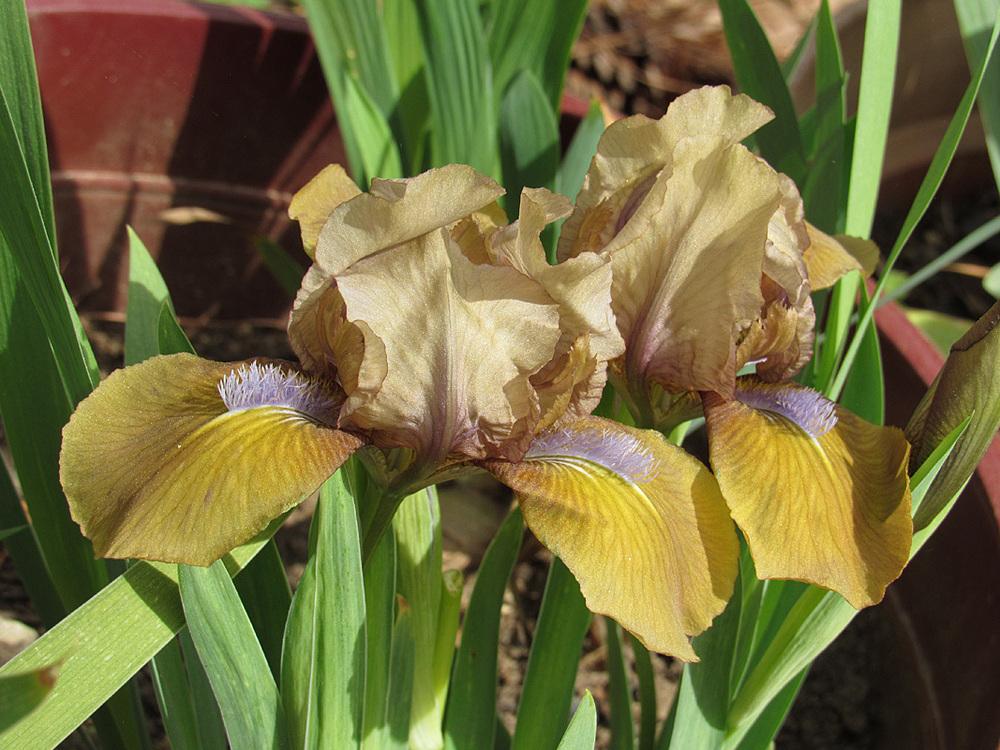 Photo of Standard Dwarf Bearded Iris (Iris 'Gingerbread Man') uploaded by Lestv