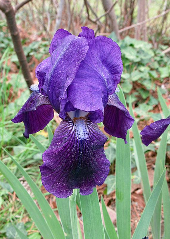 Photo of Intermediate Bearded Iris (Iris 'Eleanor Roosevelt') uploaded by Lestv