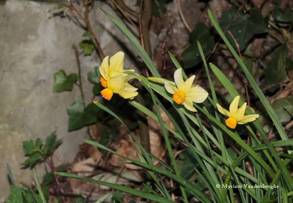 Photo of Cyclamineus Daffodil (Narcissus 'Beryl') uploaded by bonitin