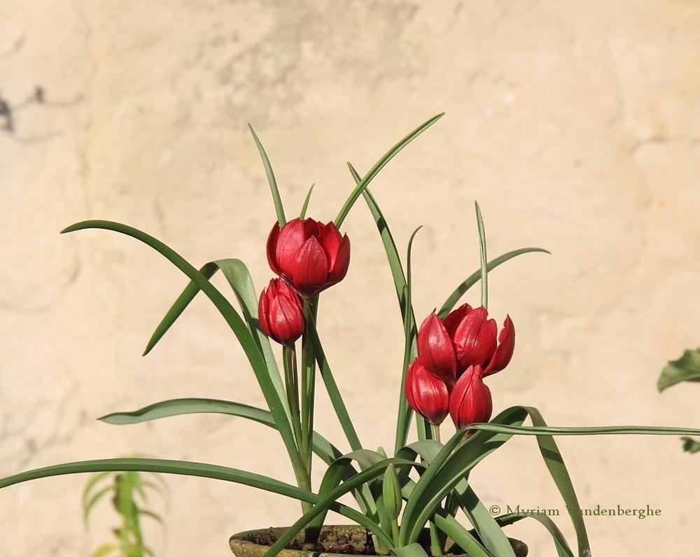 Photo of Tulip (Tulipa humilis 'Lilliput') uploaded by bonitin