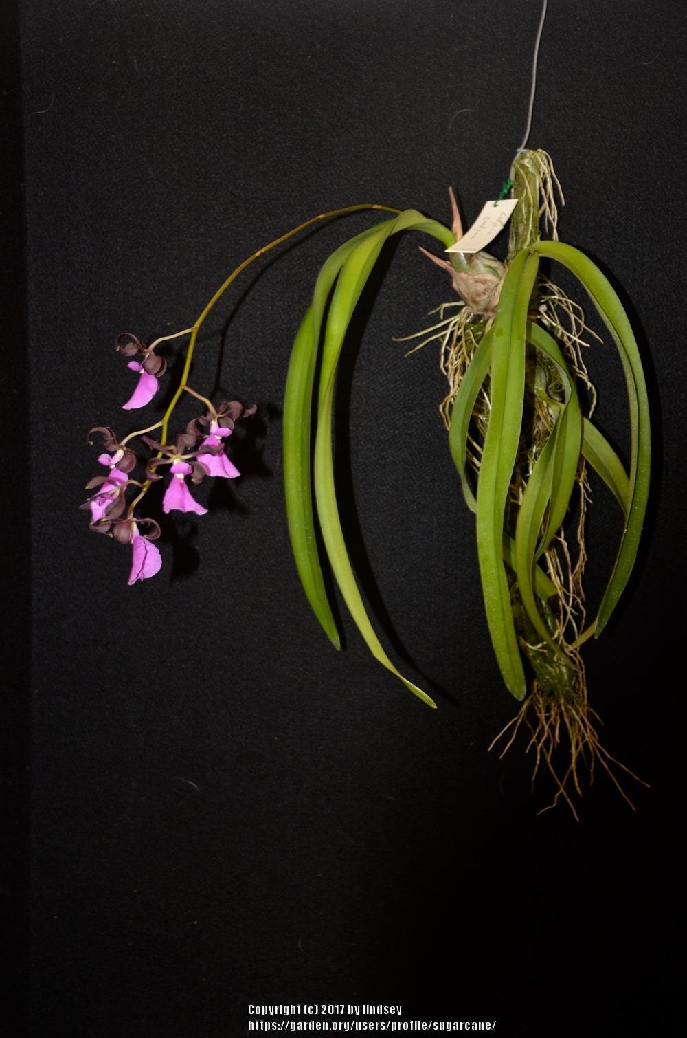 Photo of Orchid (Encyclia cordigera) uploaded by sugarcane