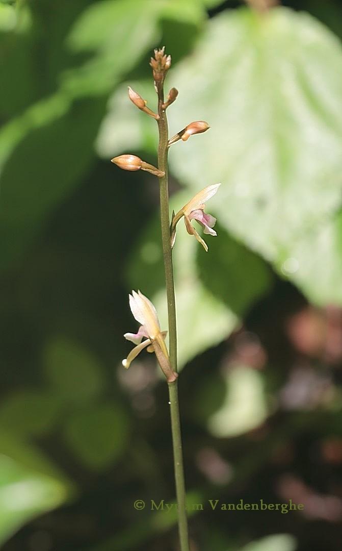 Photo of Monk Orchid (Oeceoclades maculata) uploaded by bonitin