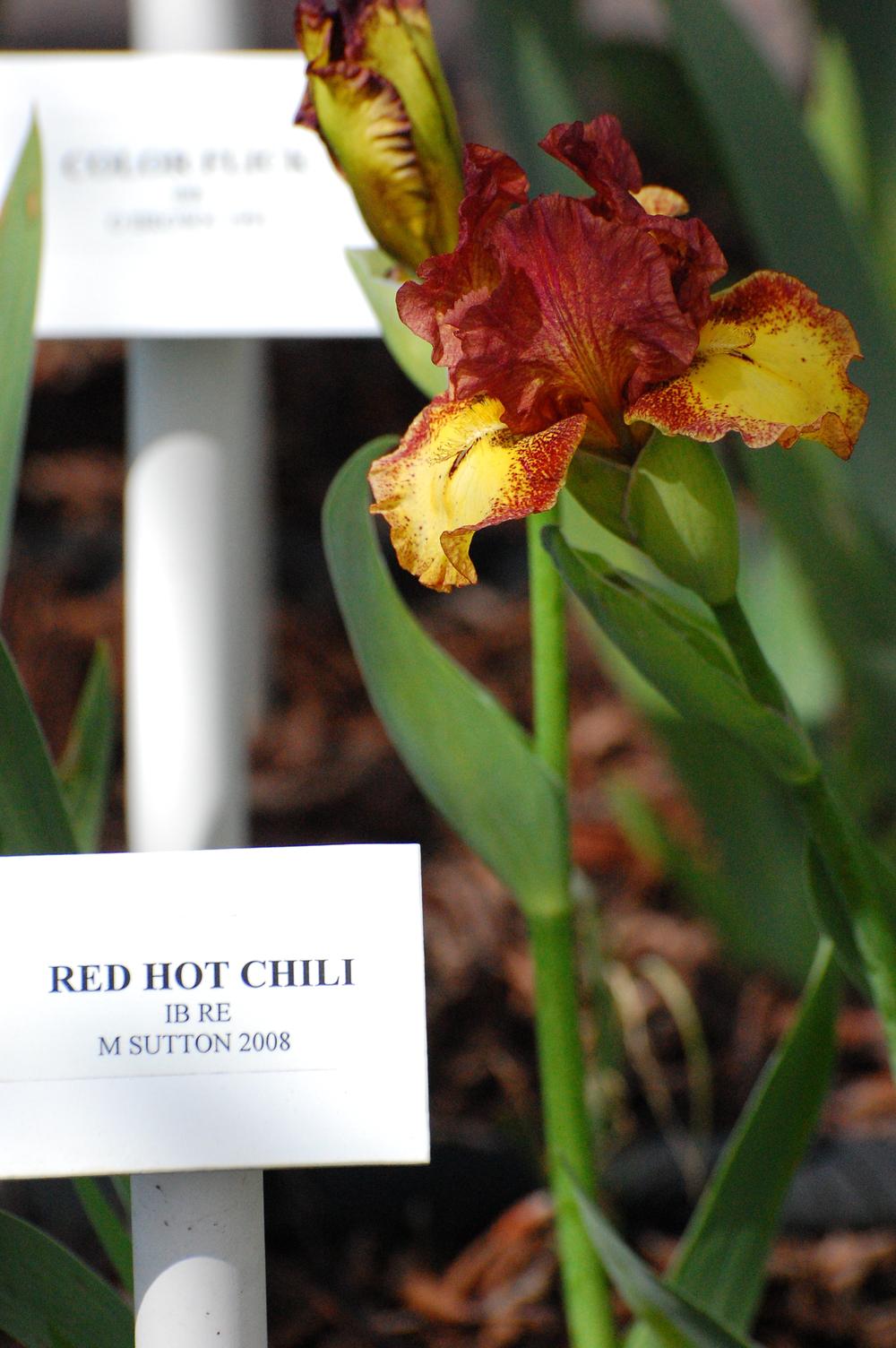 Photo of Intermediate Bearded Iris (Iris 'Red Hot Chili') uploaded by coboro