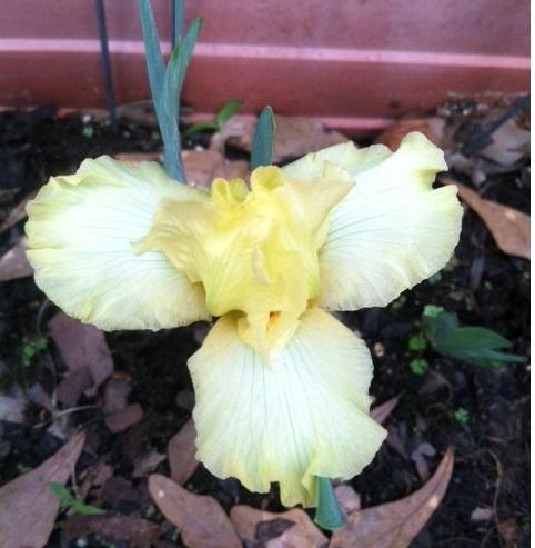 Photo of Standard Dwarf Bearded Iris (Iris 'Mostly Sunny') uploaded by grannysgarden