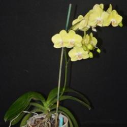 Location: Tampa Orchid Club
Date: 2017-03-28