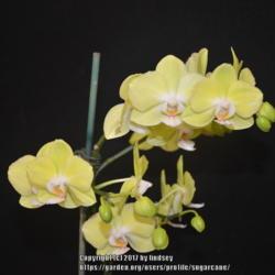 Location: Tampa Orchid Club
Date: 2017-03-28