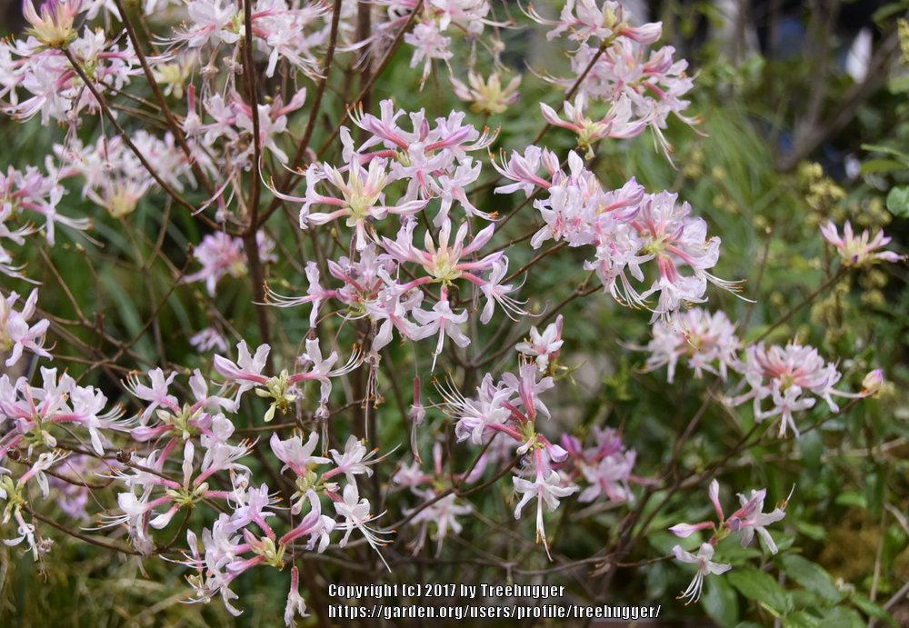 Photo of Pinxterbloom Azalea (Rhododendron periclymenoides) uploaded by treehugger