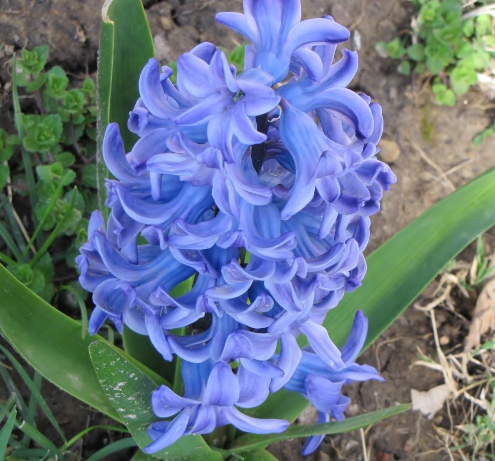 Photo of Dutch Hyacinth (Hyacinthus orientalis 'Delft Blue') uploaded by Claudia