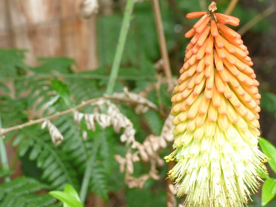 Photo of Torch Lilies (Kniphofia) uploaded by NyxOfTheFallen