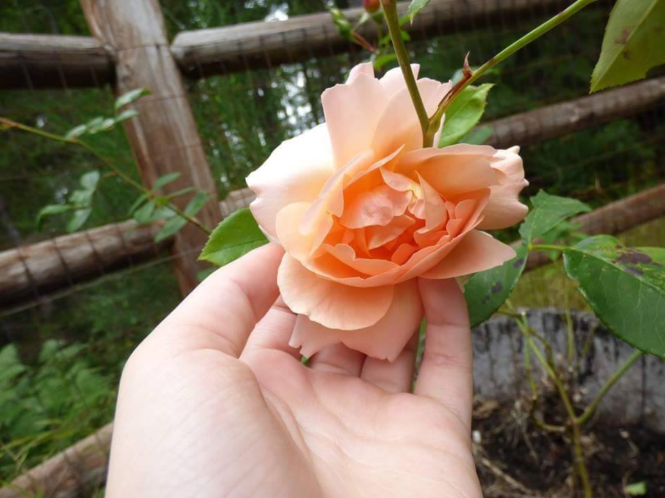 Photo of Rose (Rosa 'Heaven on Earth') uploaded by NyxOfTheFallen
