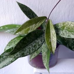 Location: From my collection. Poland.
Hoya pubicalyx 'Silver Splash'
