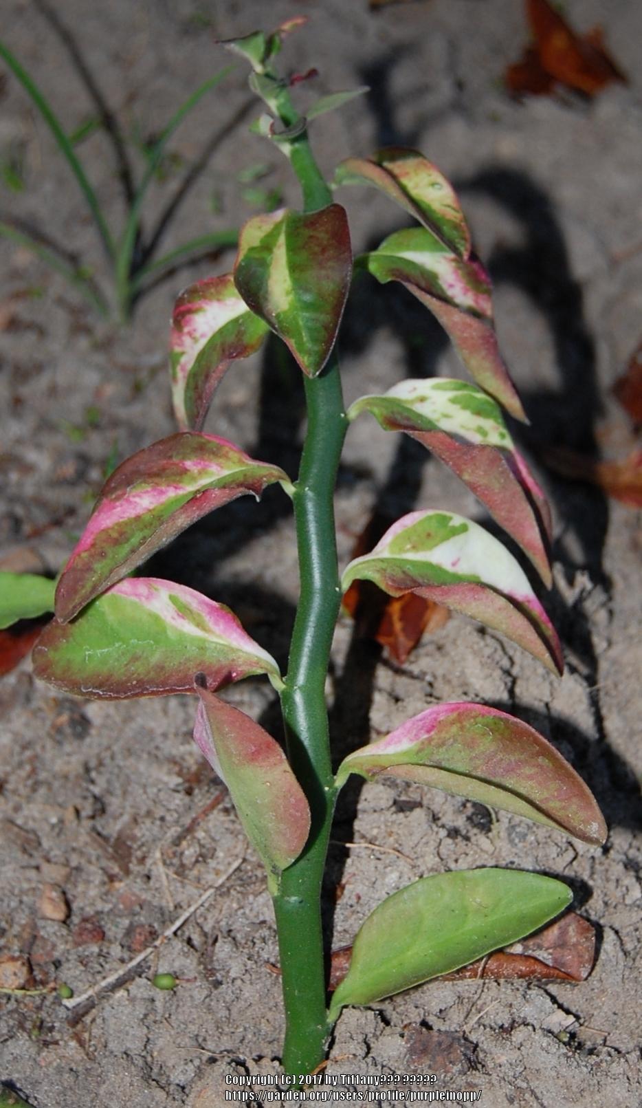 Photo of Devil's Backbone (Euphorbia tithymaloides) uploaded by purpleinopp
