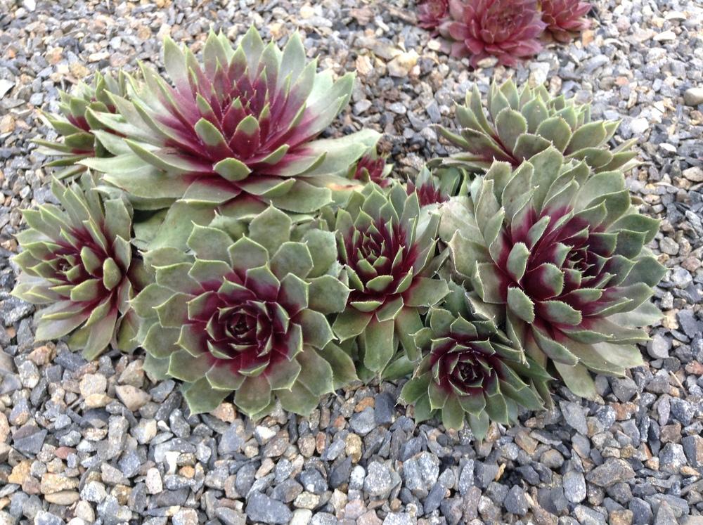 Photo of Hen and Chicks (Sempervivum 'Lavender and Old Lace') uploaded by tcstoehr