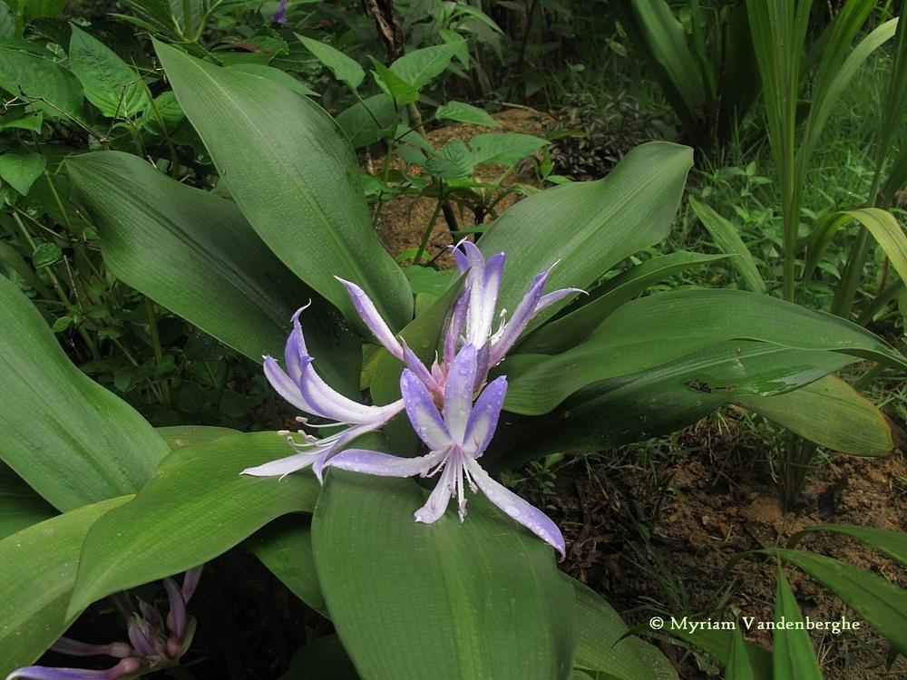 Photo of Griffinia hyacinthina uploaded by bonitin