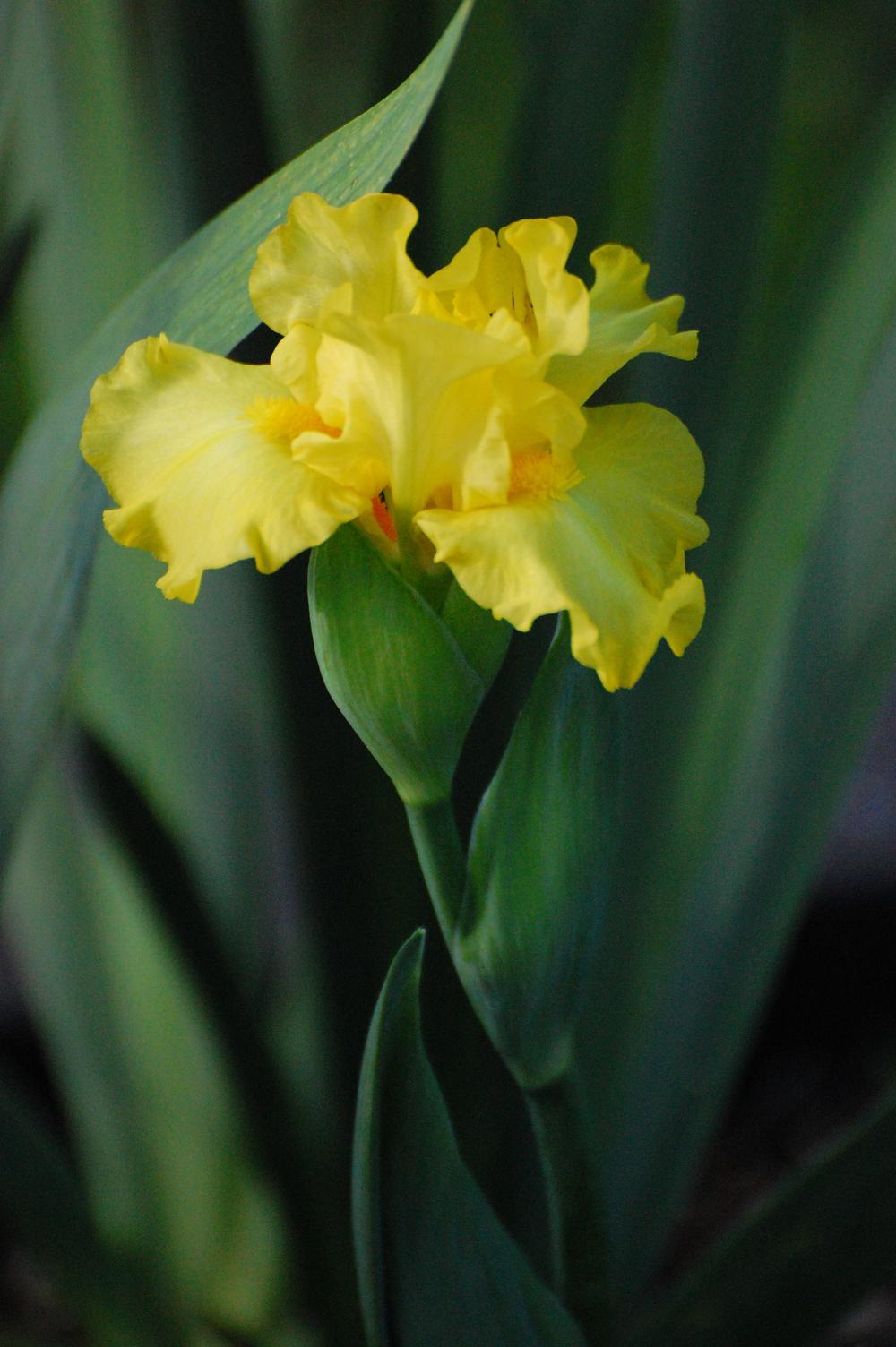 Photo of Intermediate Bearded Iris (Iris 'Limonada') uploaded by coboro