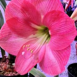 Location: Philadelphia Flower Show
Date: March 2017
enormous rosy-pink blooms, one of my favorites