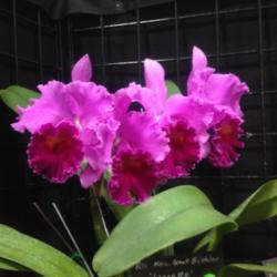 Location: Southeast Pennsylvania Orchid Show (SEPOS) and Sale, Oaks, Pennsylvania 19456
Date: 2017-03-24