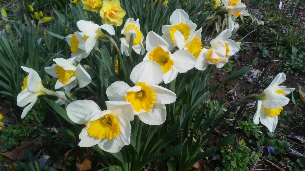 Photo of Large Cup Daffodil (Narcissus 'Sound') uploaded by gemini_sage