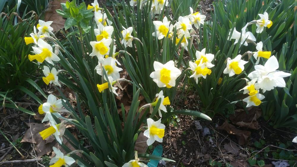 Photo of Jonquilla Daffodil (Narcissus 'Golden Echo') uploaded by gemini_sage