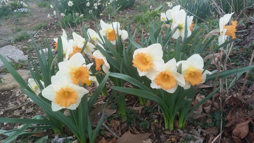 Photo of Large Cupped Daffodil (Narcissus 'Full Throttle') uploaded by gemini_sage